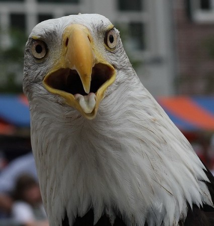 Amerikaanse zeearend